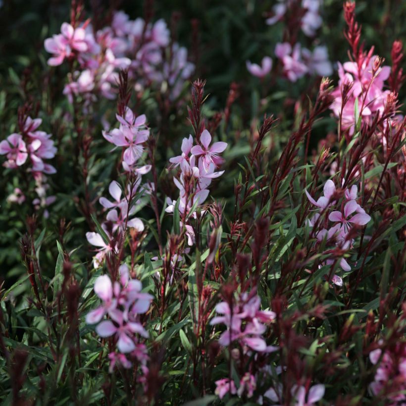 Gaura Passionate Blush (Fioritura)