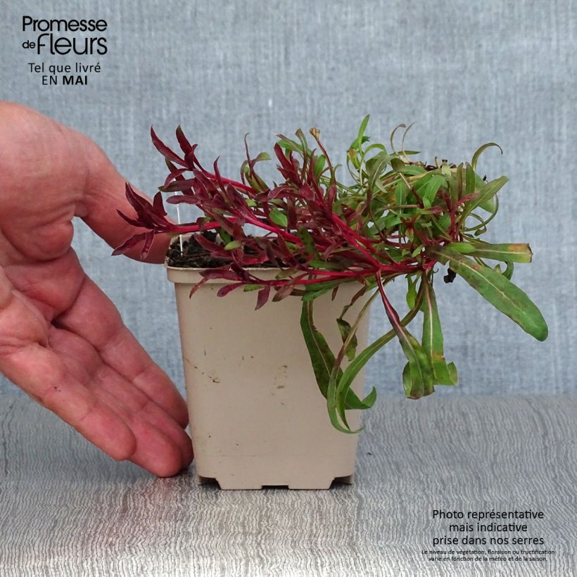 Gaura Passionate Blush Vasetto da 8/9 cm esemplare consegnato in primavera