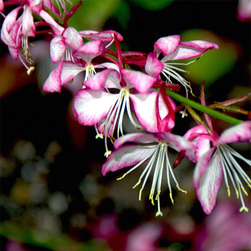 Gaura Rosy Jane (Fioritura)