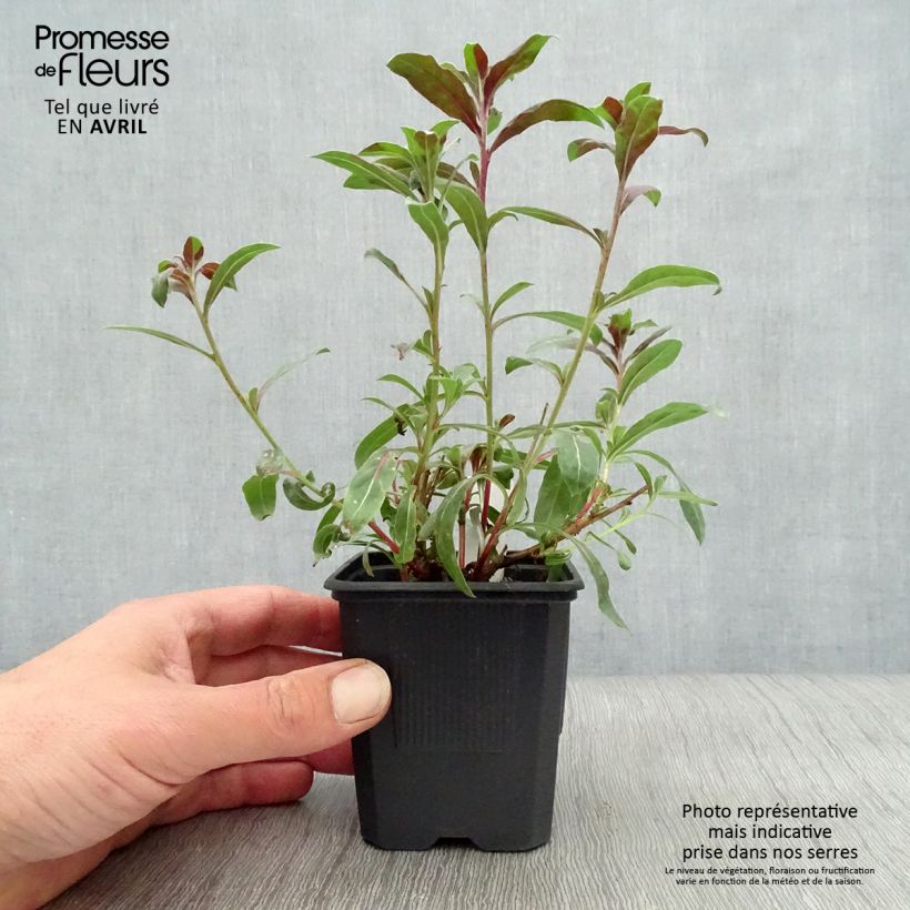 Gaura Rosy Jane Vasetto da 8/9 cm esemplare consegnato in primavera