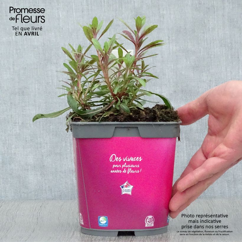 Gaura Rosy Jane Vaso da 2L/3L esemplare consegnato in primavera