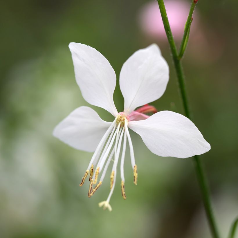 Gaura Steffi White (Flowering)