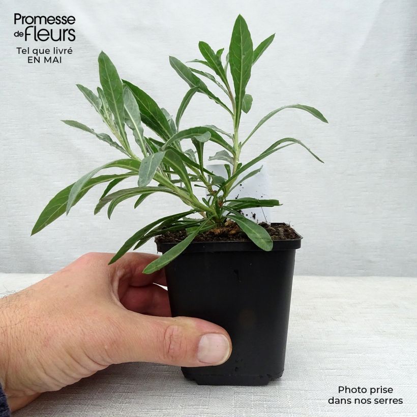 Gaura Whirling Butterflies Vasetto da 8/9 cm esemplare consegnato in primavera