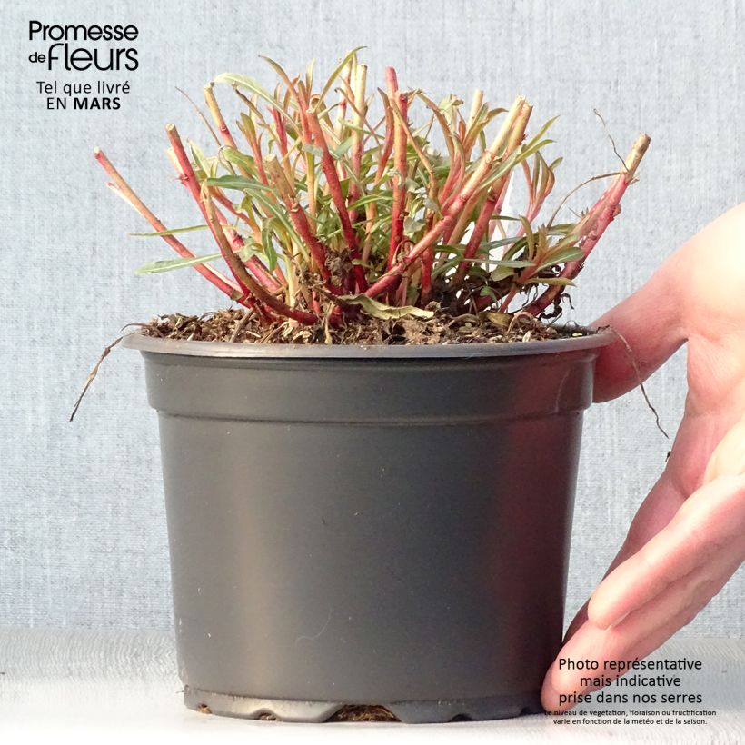 Gaura Whirling Butterflies Vaso da 2L/3L esemplare consegnato in primavera