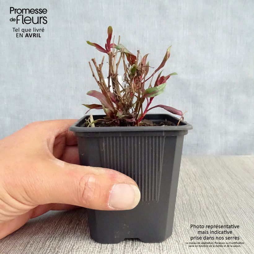 Example of Gaura Siskiyou pink Vasetto da 8/9 cm as you get in printemps