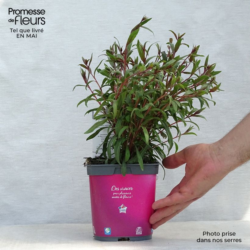 Example of Gaura Siskiyou pink Vaso da 2L/3L as you get in printemps