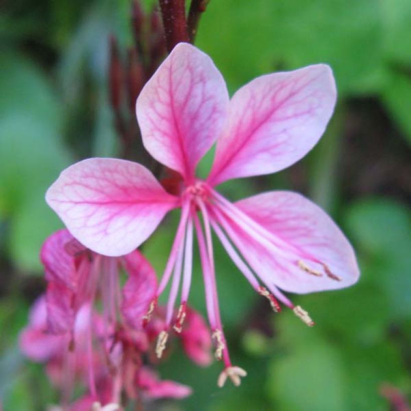Gaura Siskiyou pink (Flowering)