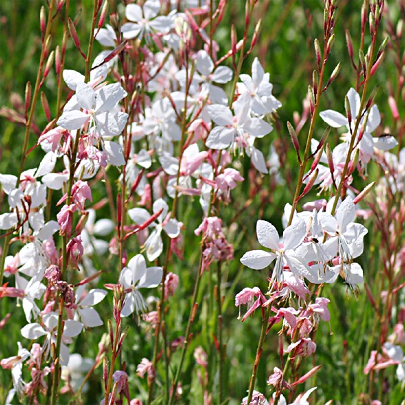 Gaura Elegance (Fioritura)
