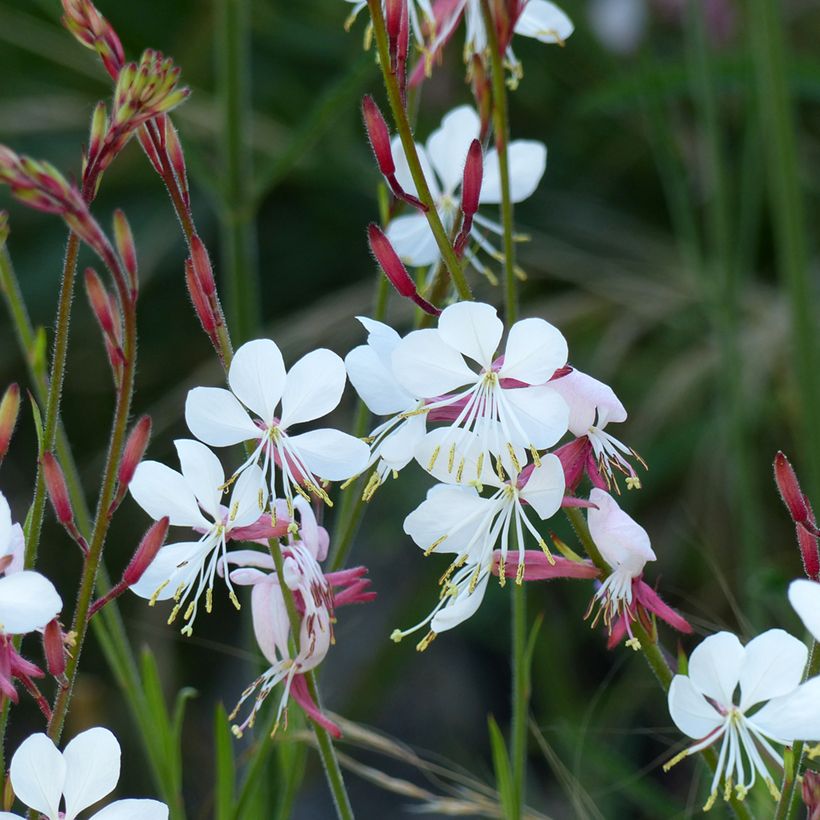 Gaura The Bride (Fioritura)