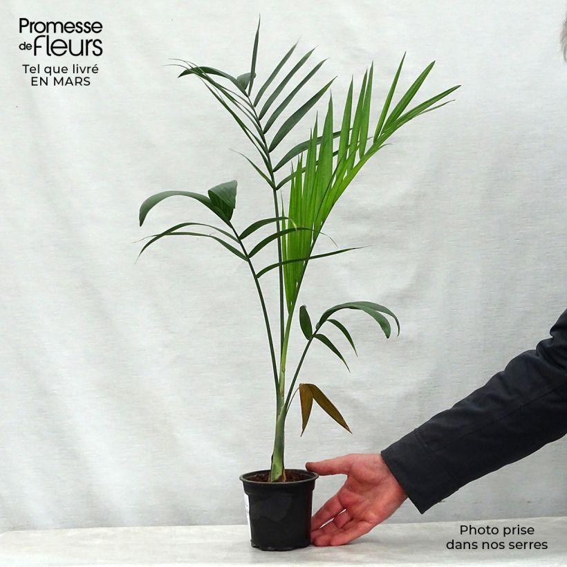 Gaussia maya Vaso da Ø 12 cm / 13 cm esemplare consegnato in primavera