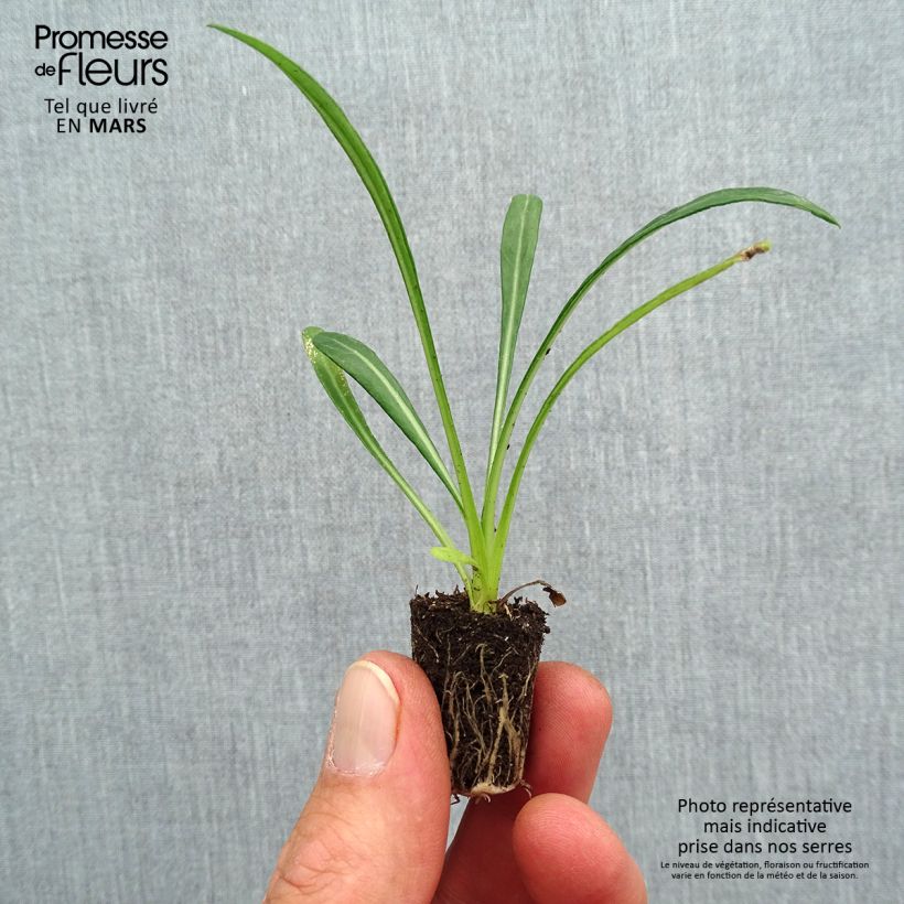 Gazania rigens New Day Pink Shades - Gazania del Capo mini zolla... esemplare consegnato in primavera