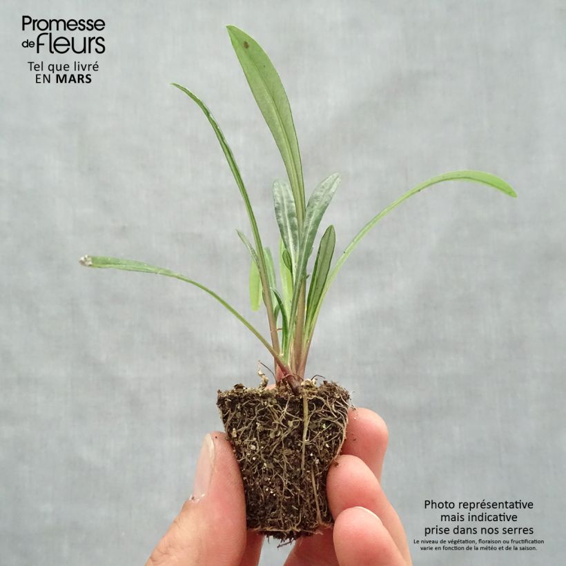 Gazania rigens New Day Red Shades - Gazania del Capo mini zolla... esemplare consegnato in primavera