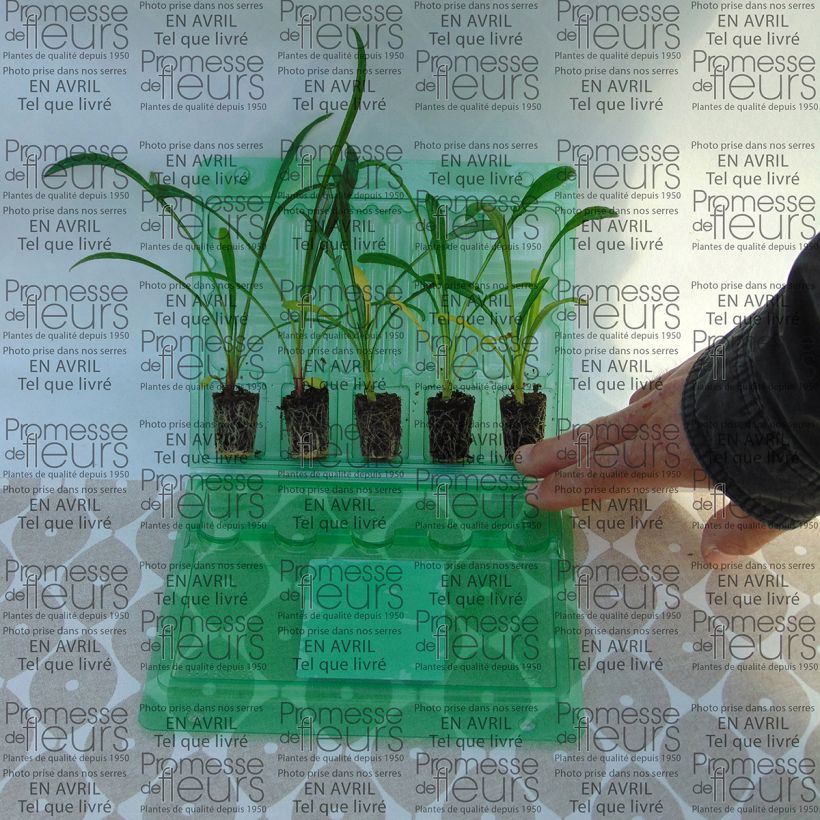 Esempio di esemplare Gazania rigens Big Kiss White Flame - Gazania del Capo Jardimotte: zolla da 3,8 cm x 3,2 cm in vassoio da 16 pezzi. come consegnato