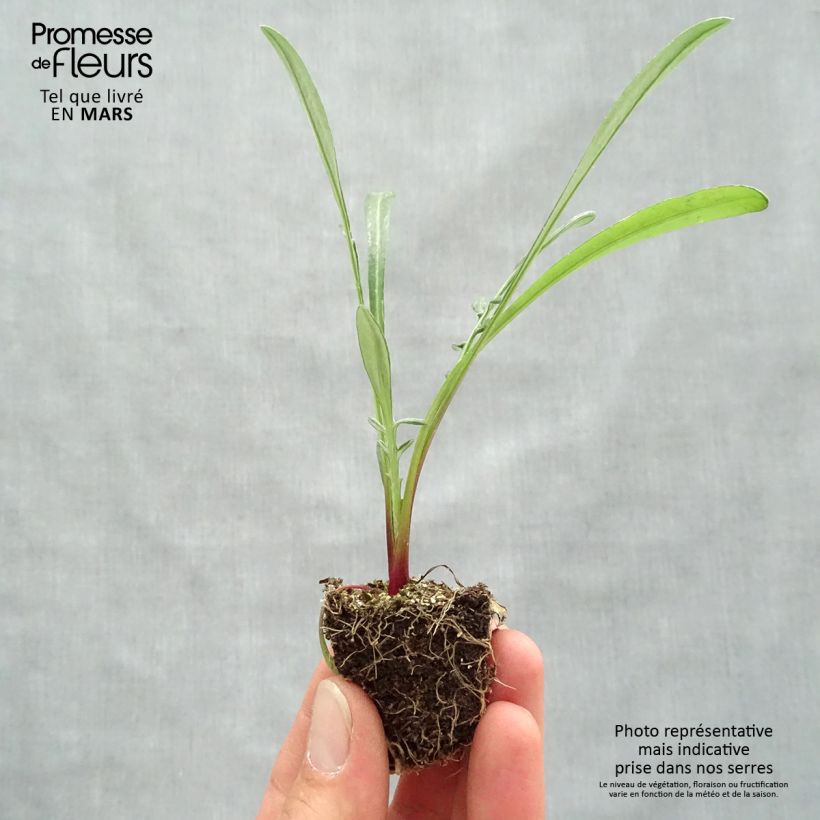 Gazania rigens Wonderwall mix - Gazania del Capo Jardimotte: zolla da 3,8 cm x 3,2 cm in vassoio da 16 pezzi. esemplare consegnato in primavera