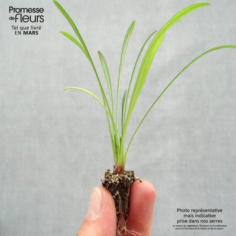 Gazania rigens Wonderwall mix - Gazania del Capo Mini zolla: zolla da 2,2 cm x 2 cm in vassoio di coltivazione da 35 pezzi esemplare consegnato in primavera