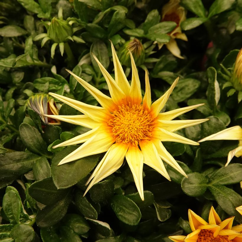 Gazania rigens Zany F1 Sunny Side Up - Gazania del Capo (Fioritura)