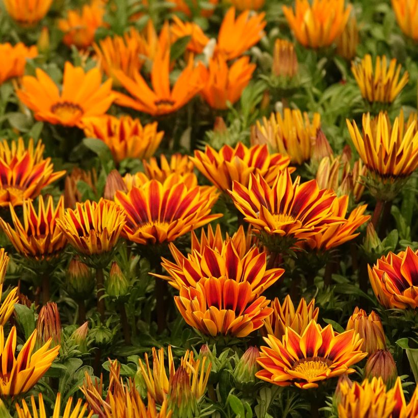 Gazania rigens Zany F1 Orange Flame (semi) - Gazania del Capo (Porto)