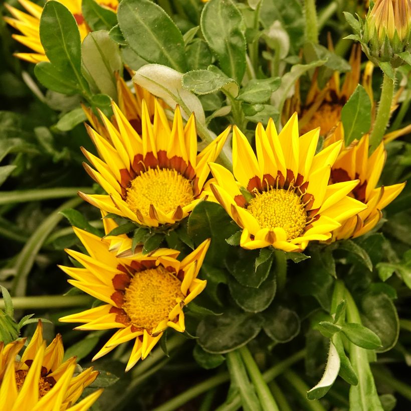 Gazania Zany F1 Yellow (Semi rivestiti) - Gazania del Capo (Fioritura)