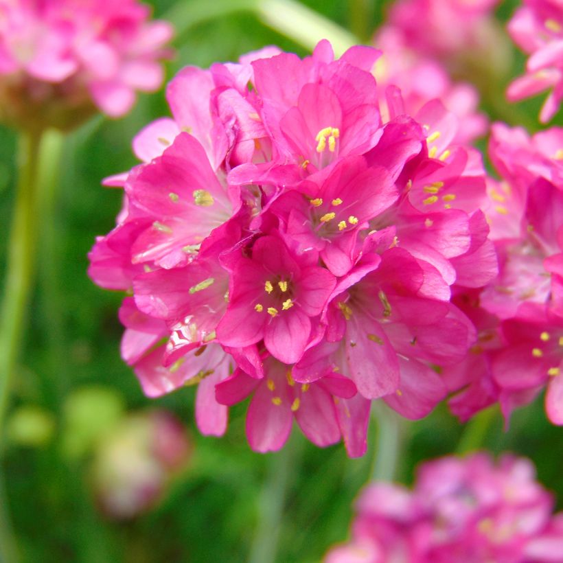 Armeria maritima Düsseldorfer Stolz (Fioritura)