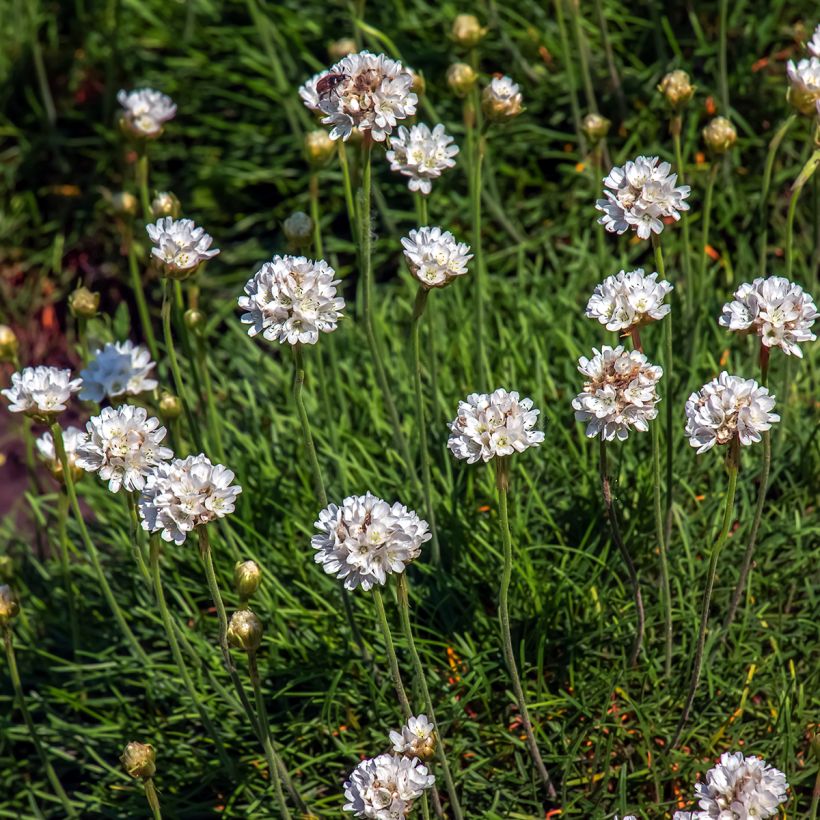 Armeria maritima Alba (Fioritura)
