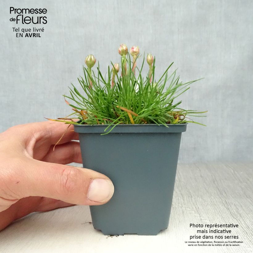 Armeria maritima Düsseldorfer Stolz Vasetto da 8/9 cm esemplare consegnato in primavera