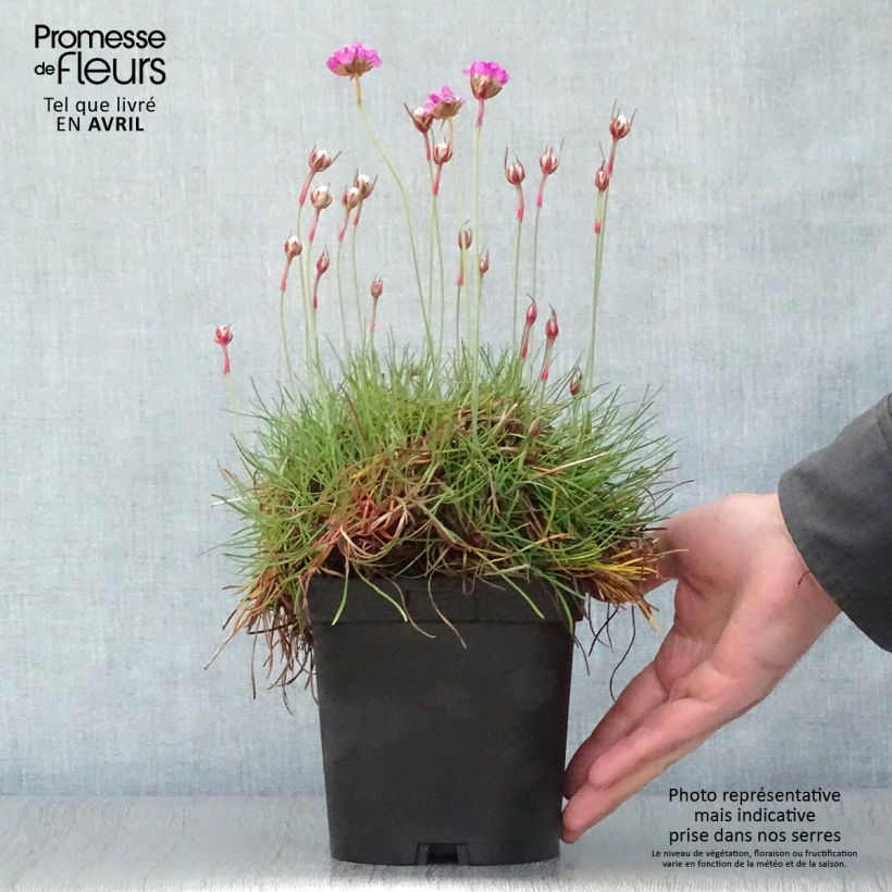 Armeria maritima Splendens Vaso da 2L/3L esemplare consegnato in primavera