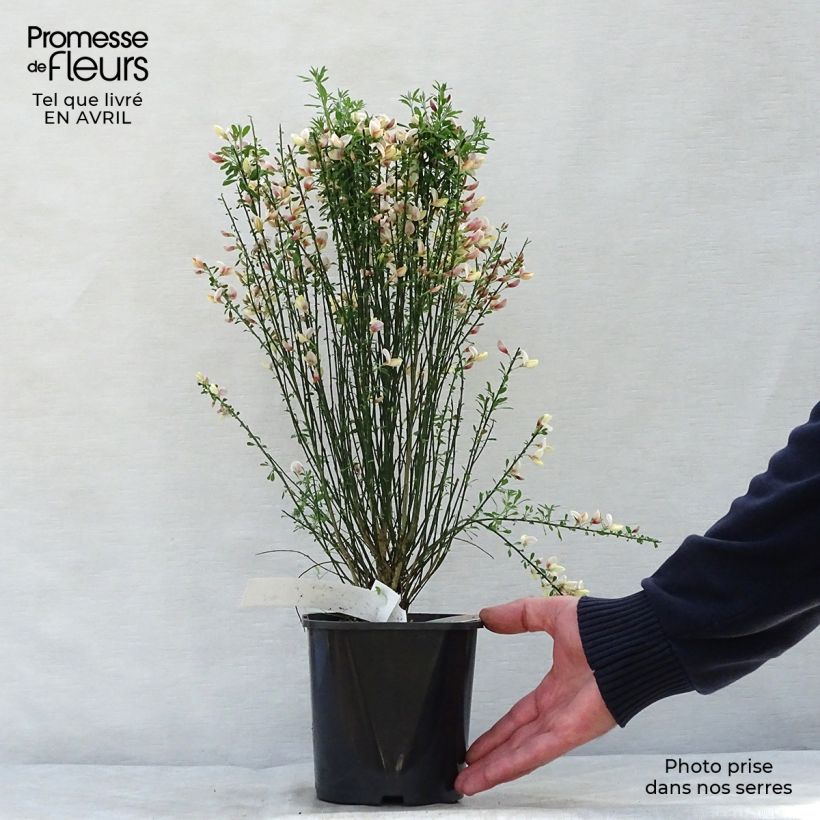 Example of Cytisus procumbens Zeelandia Vaso da 1,5L/2L as you get in printemps