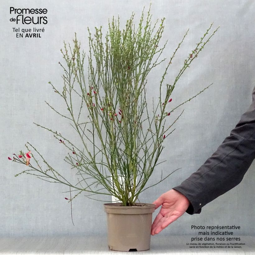Cytisus scoparius Palette - Ginestra dei carbonai Vaso da 2L/3L esemplare consegnato in primavera