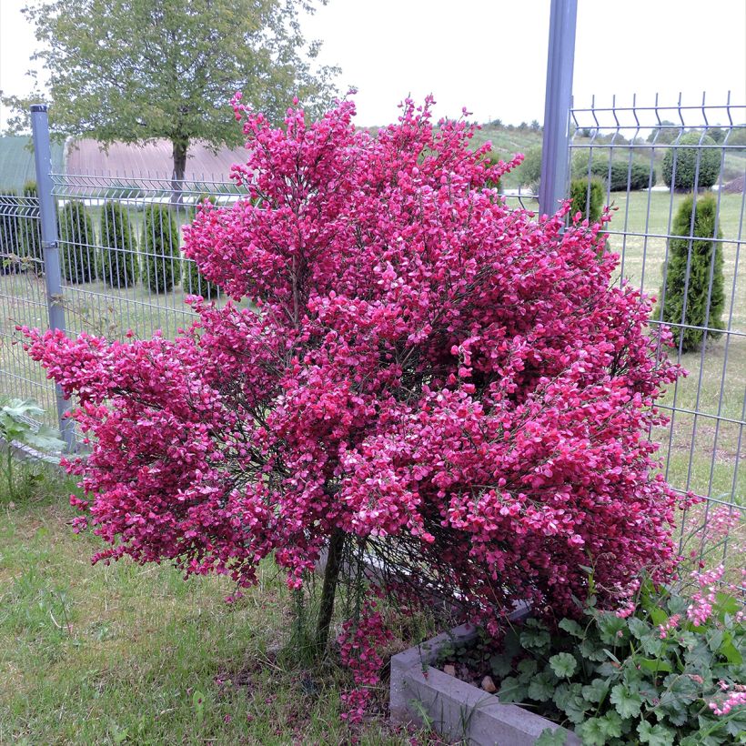 Cytisus scoparius Ruby - Ginestra dei carbonai (Porto)