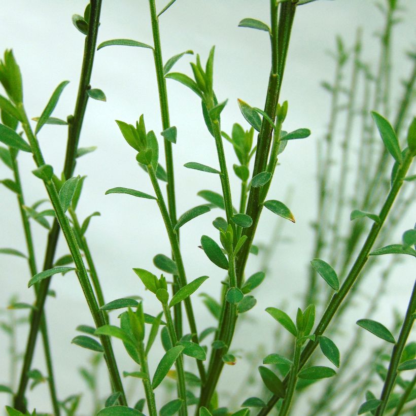 Cytisus scoparius Andreanus - Ginestra dei carbonai (Fogliame)