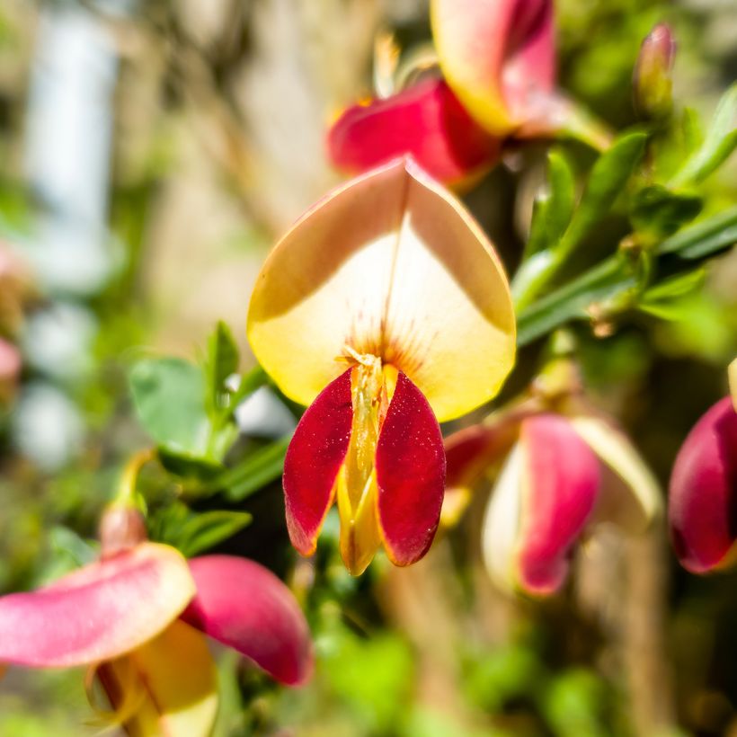 Cytisus scoparius Goldfinch - Ginestra dei carbonai (Flowering)