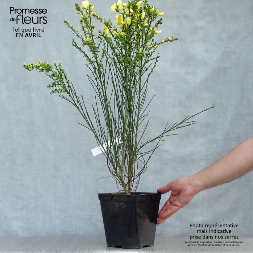 Cytisus scoparius Luna - Ginestra dei carbonai Vaso da 2L/3L esemplare consegnato in primavera