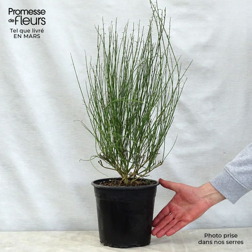 Cytisus scoparius Moyclare Pink - Ginestra dei carbonai Vaso da 4L/5L esemplare consegnato in primavera