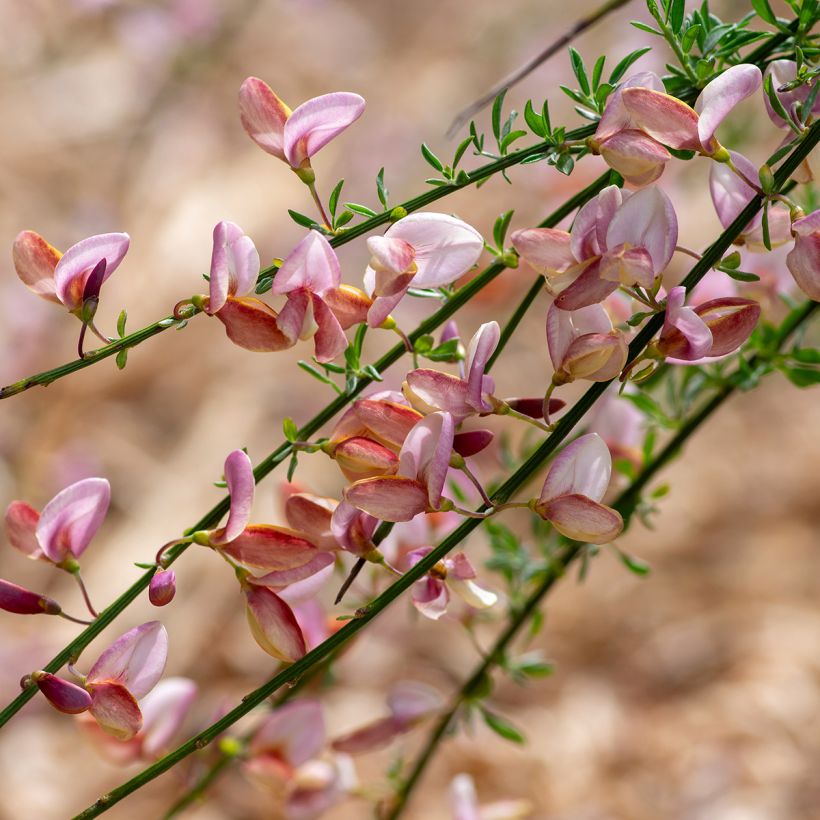 Cytisus scoparius Moyclare Pink - Ginestra dei carbonai (Fioritura)