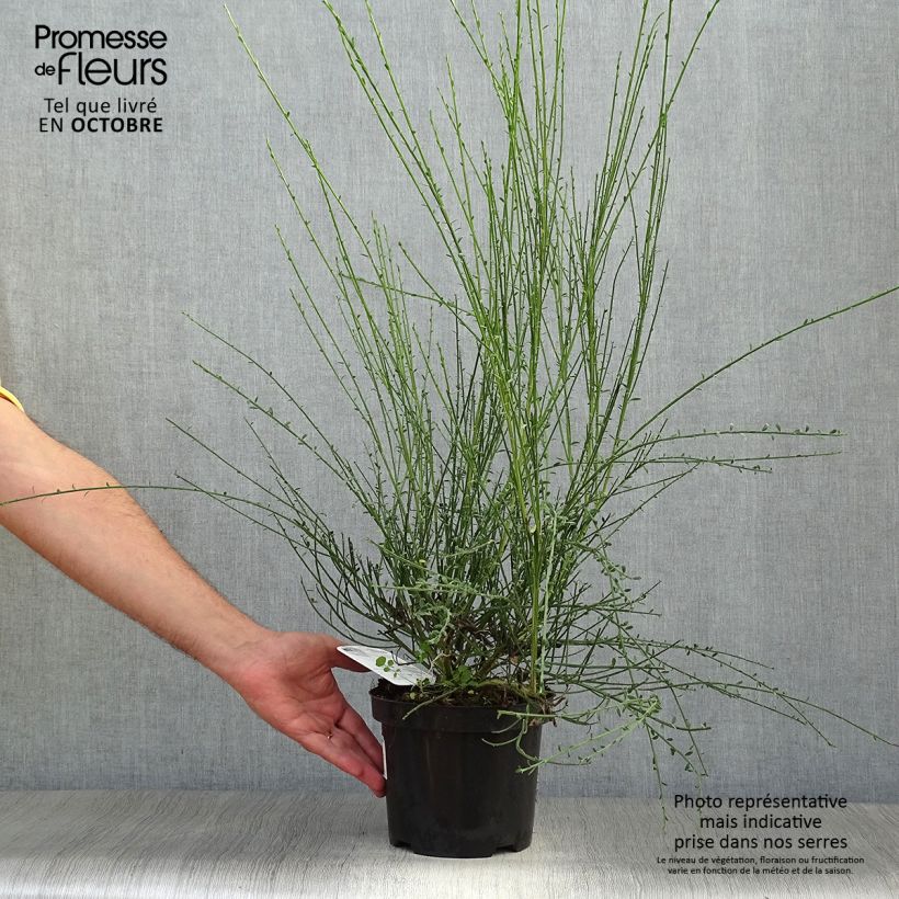 Esemplare di Cytisus scoparius Vanesse - Ginestra dei carbonai Vaso da 2L/3L come consegnato in autunno