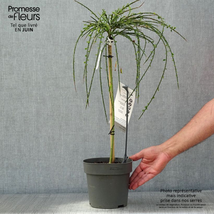 Cytisus scoparius Golden Tears - Ginestra dei carbonai Vaso da 4L/5L, Vaso impalcato esemplare consegnato in primavera