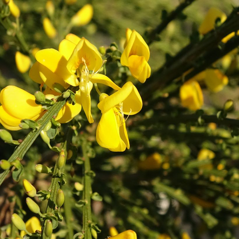 Cytisus scoparius Golden Tears - Ginestra dei carbonai (Fioritura)