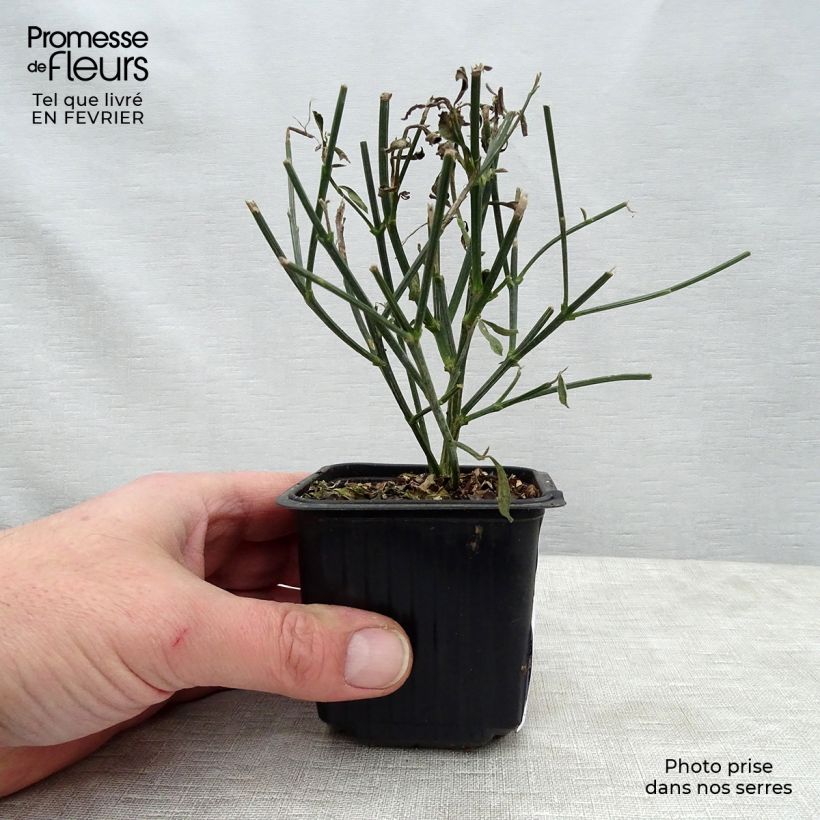 Example of Spartium junceum - Ginestra comune Vasetto da 8/9 cm as you get in hiver