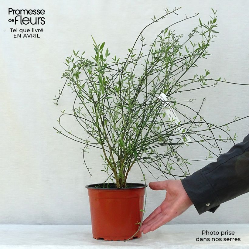 Example of Spartium junceum - Ginestra comune Vaso da 2L/3L as you get in printemps