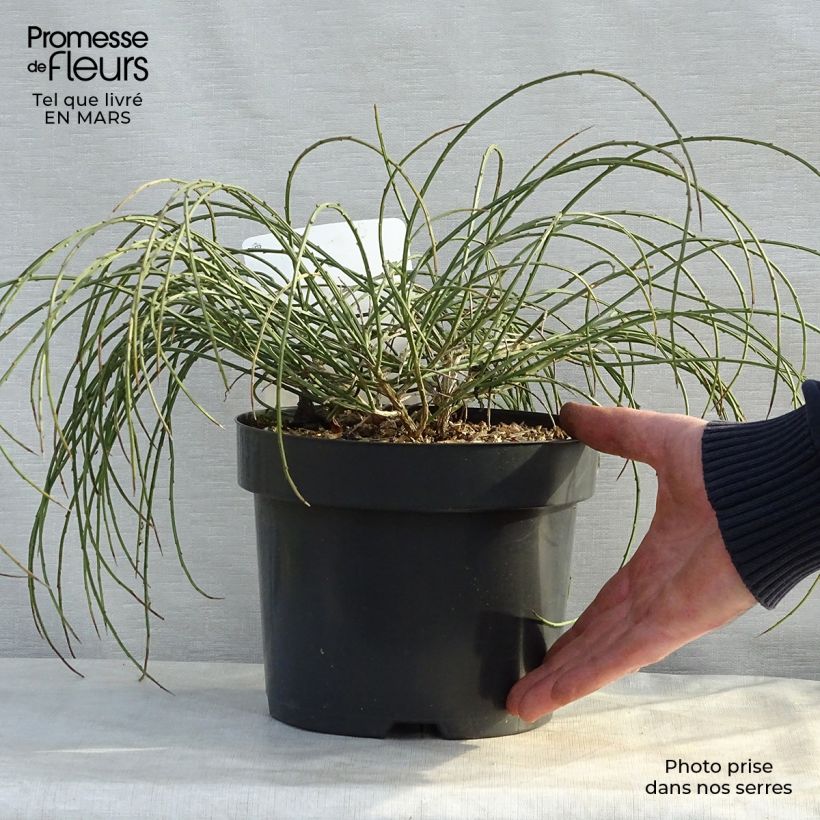 Genista lydia - Ginestra Vaso da 3L/4L esemplare consegnato in primavera