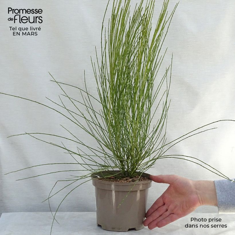 Example of Cytisus praecox Allgold - Citiso Vaso da 2L/3L as you get in printemps