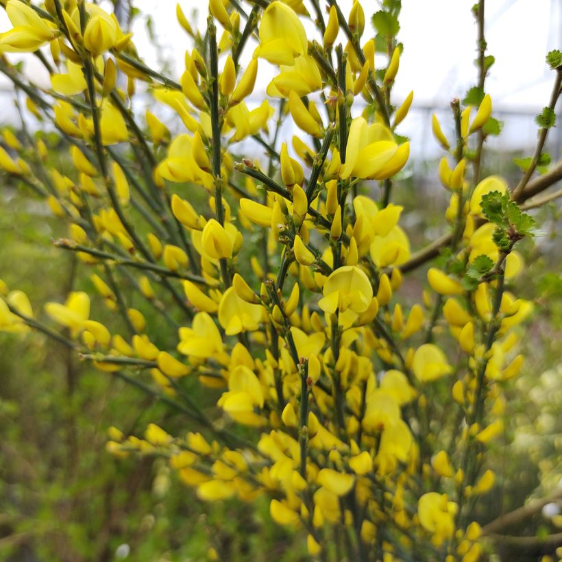 Cytisus praecox Allgold - Citiso (Flowering)