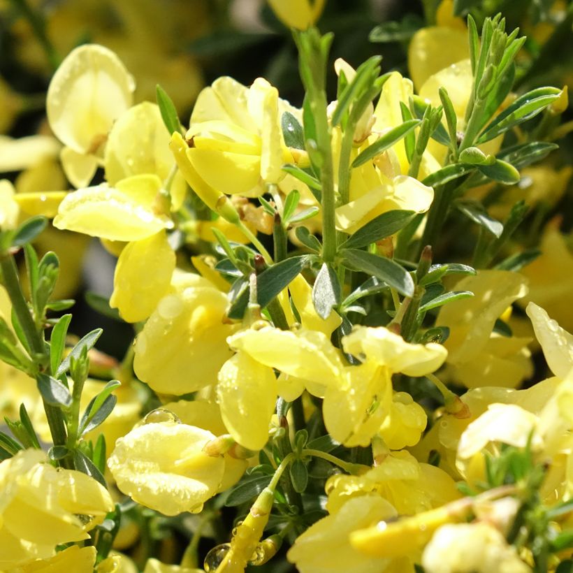Cytisus praecox Allgold - Citiso (Fioritura)