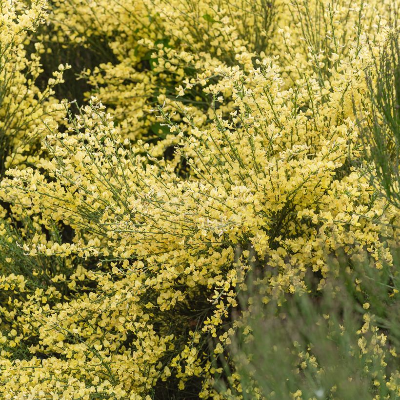 Cytisus praecox - Citiso (Porto)