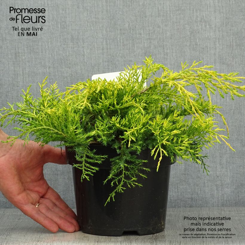 Example of Juniperus pfitzeriana King of Spring - Ginepro Vaso da 2L/3L as you get in printemps