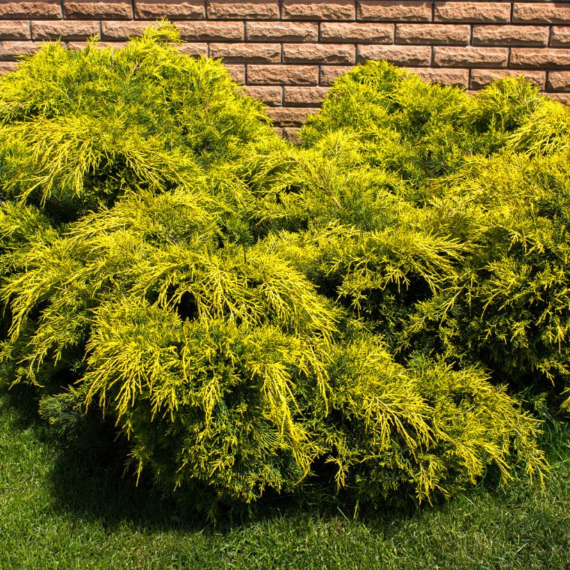 Juniperus pfitzeriana King of Spring - Ginepro (Plant habit)