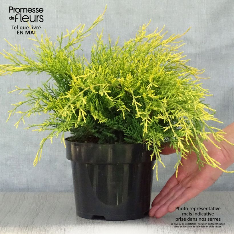 Juniperus pfitzeriana Old Gold - Ginepro Vaso da 2L/3L esemplare consegnato in primavera