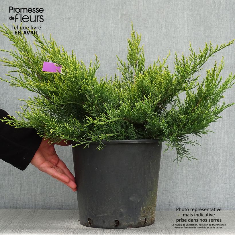 Juniperus pfitzeriana Old Gold - Ginepro Vaso da 7,5L/10L esemplare consegnato in primavera