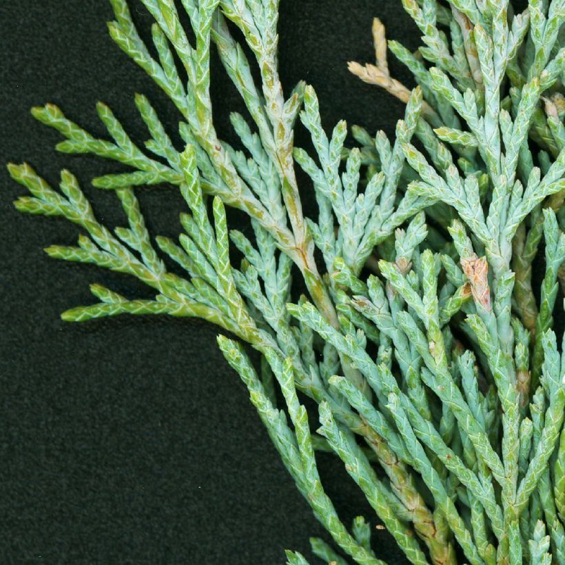 Juniperus scopulorum Wichita Blue - Ginepro (Foliage)