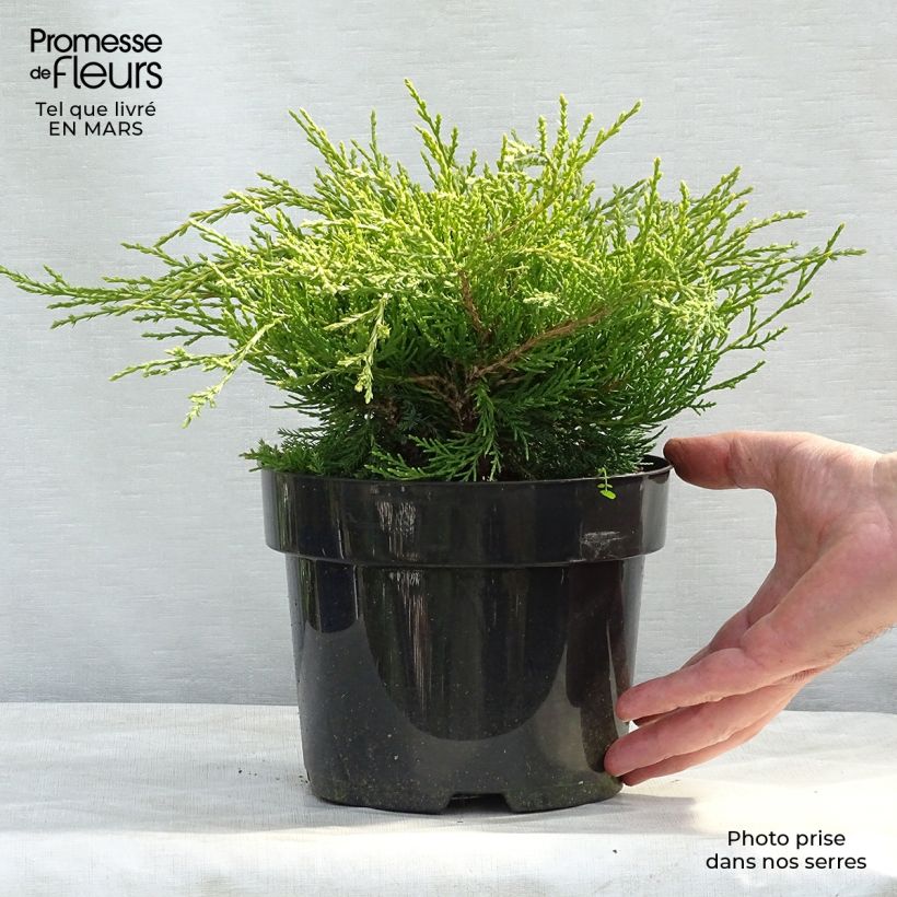 Juniperus pfitzeriana Gold Coast - Ginepro Vaso da 2L/3L esemplare consegnato in primavera